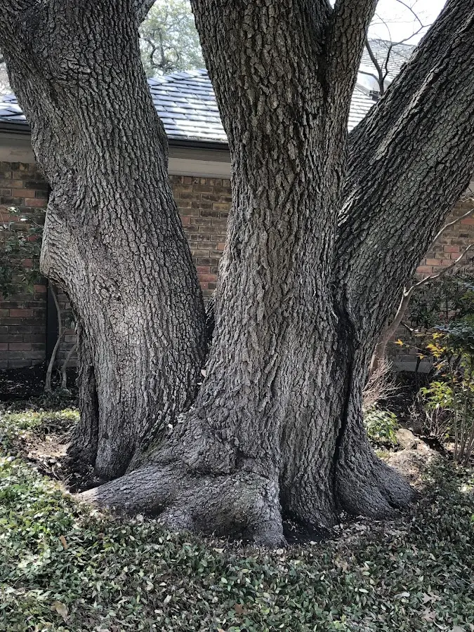 Mature heritage tree close to a Pleasant Grove property cared for by certified arborists